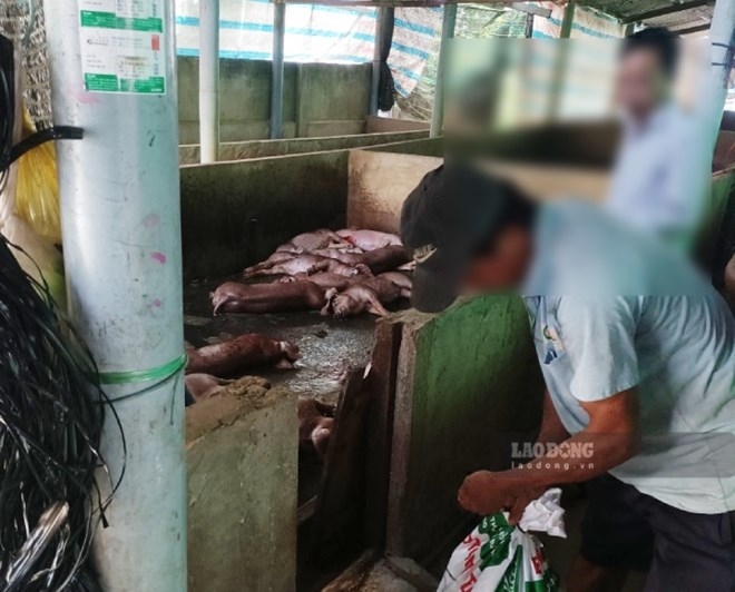 Tiền Giang Công Bố Dịch Tả Lợn Châu Phi Ở Xã Xuân Đông